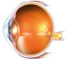 eye anatomy illustration