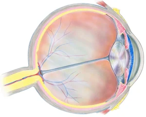 eye illustration of parts